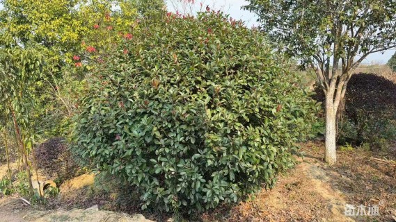 冠幅300厘米红叶石楠球