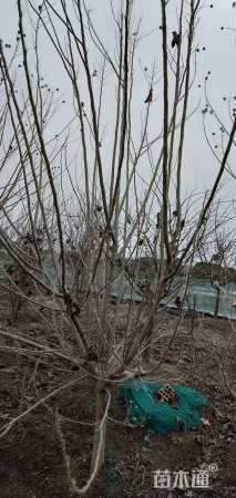 高度200厘米木芙蓉