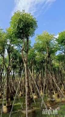 18公分桃花心木