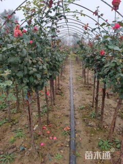 高度120厘米月季