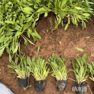 高度20厘米天人菊