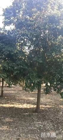 11公分大叶女贞