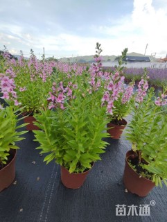 高度20厘米天使花