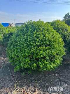 冠幅130厘米无刺枸骨球