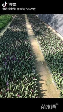 高度20厘米小蚌兰