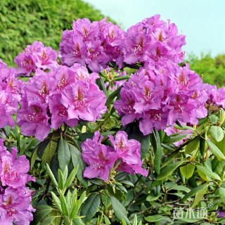 高度40厘米夏娟