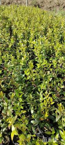 高度10厘米香桃木