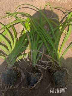 高度50厘米大花萱草