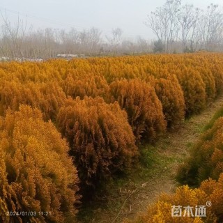 高度20厘米洒金柏