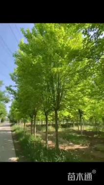 14公分美国红枫