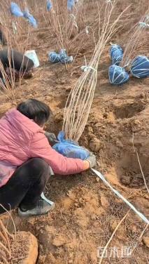 高度150厘米紫穗槐