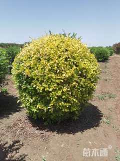 冠幅200厘米金叶榆球