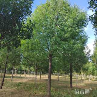 20公分老白蜡