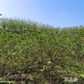 高度250厘米丛生紫薇