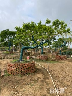 30公分红果冬青