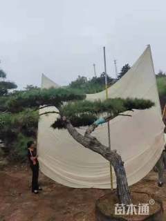 24公分造型油松