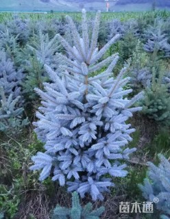 10公分科罗拉多蓝杉