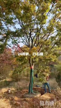 24公分榉树