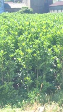 高度175厘米法国冬青