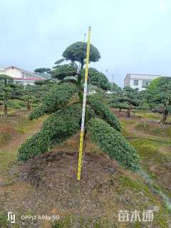 15公分造型罗汉松