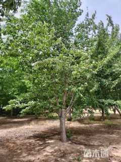 25公分染井吉野樱