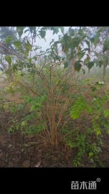 高度150厘米丛生金银木