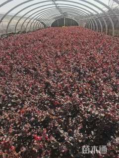 高度36厘米红花继木