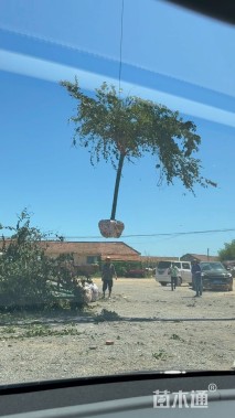 10公分垂枝樱花