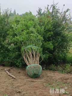 高度250厘米丛生花石榴