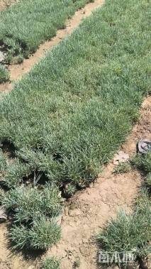 高度15厘米常夏石竹