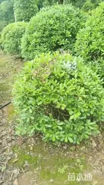 冠幅80厘米海桐球