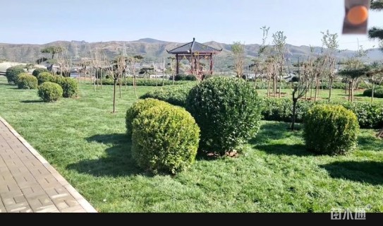 草卷状翦股颖