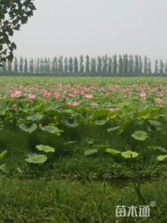 菖蒲