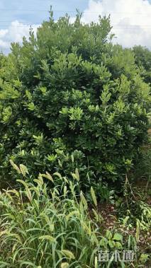 冠幅250厘米杨梅球