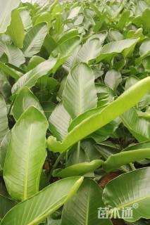 高度70厘米天堂鸟