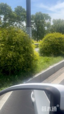 高度120厘米黄金花柏