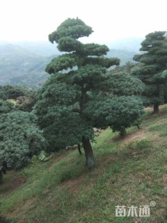 髯毛八角枫