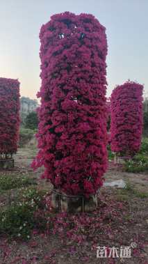 高度350厘米三角梅