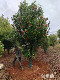 高度160厘米茶花