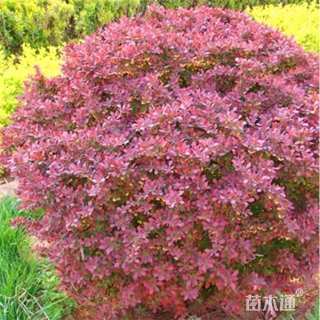 高度180厘米红叶小檗