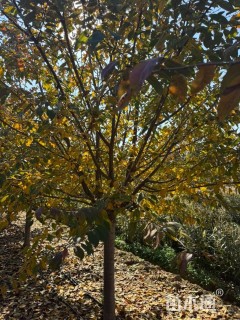 12公分染井吉野樱