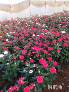 高度20厘米金盏菊