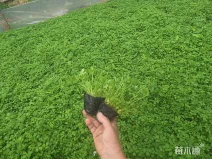 高度15厘米五叶委陵菜