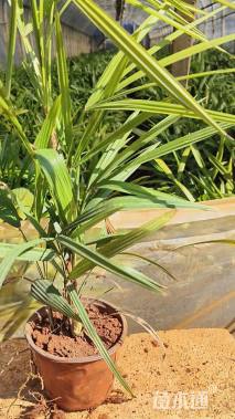 裸干高20厘米棕竹