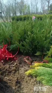 高度25厘米洒金柏