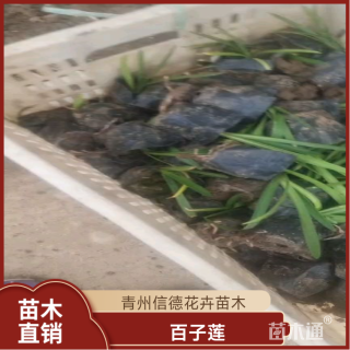 高度20厘米百子莲