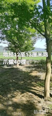 12公分鸡爪槭