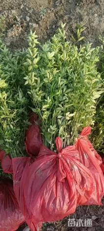 高度60厘米迎春花