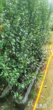 100厘米风车茉莉