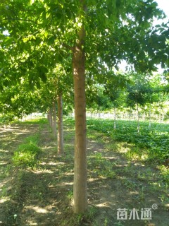 19公分金叶复叶槭